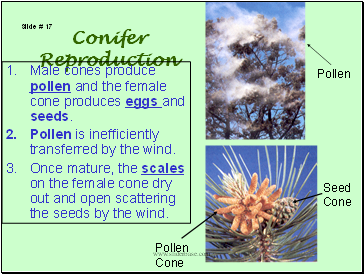 Conifer Reproduction