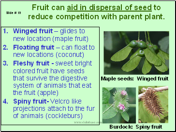 Fruit can aid in dispersal of seed to reduce competition with parent plant.