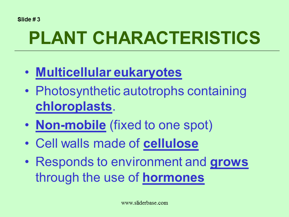 Plant Divisions Presentation Plants, Animals, and Ecosystems