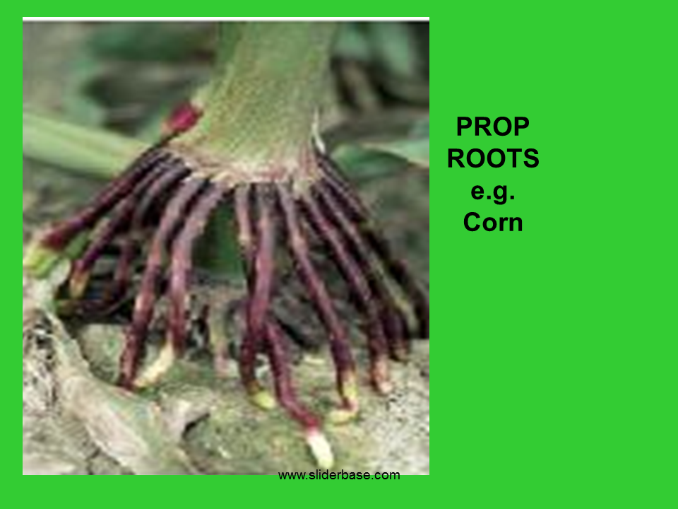 Plant part roots - Presentation Plants, Animals, and Ecosystems