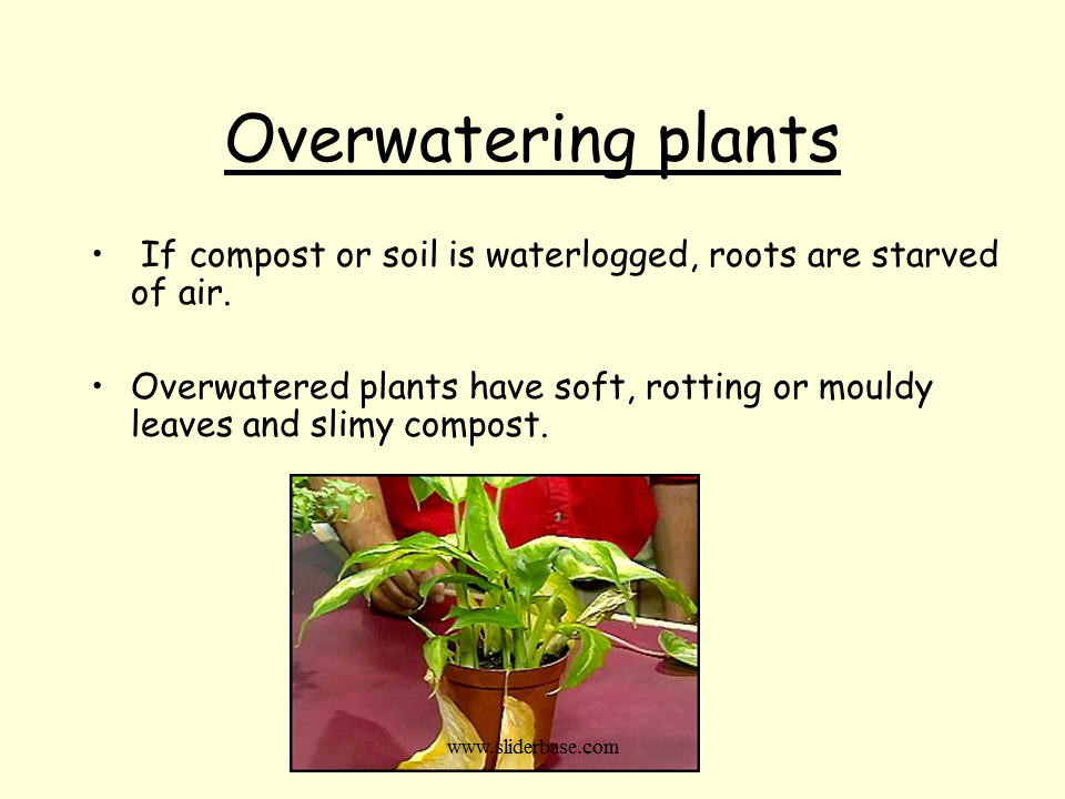 Plant production watering Presentation Plants, Animals