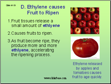 Ethylene causes Fruit to Ripen