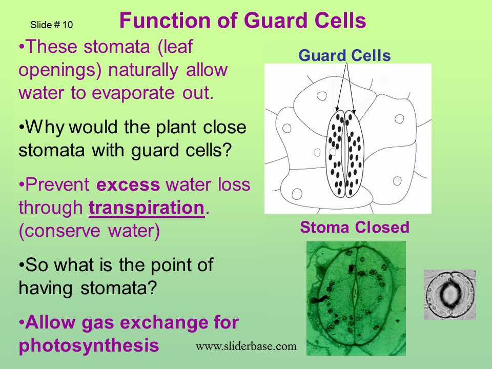 Plant structure adaptations and responses Presentation