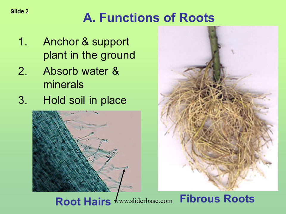 Plant structure adaptations and responses Presentation