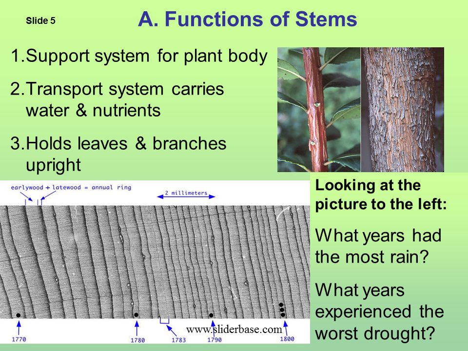 Plant structure adaptations and responses Presentation