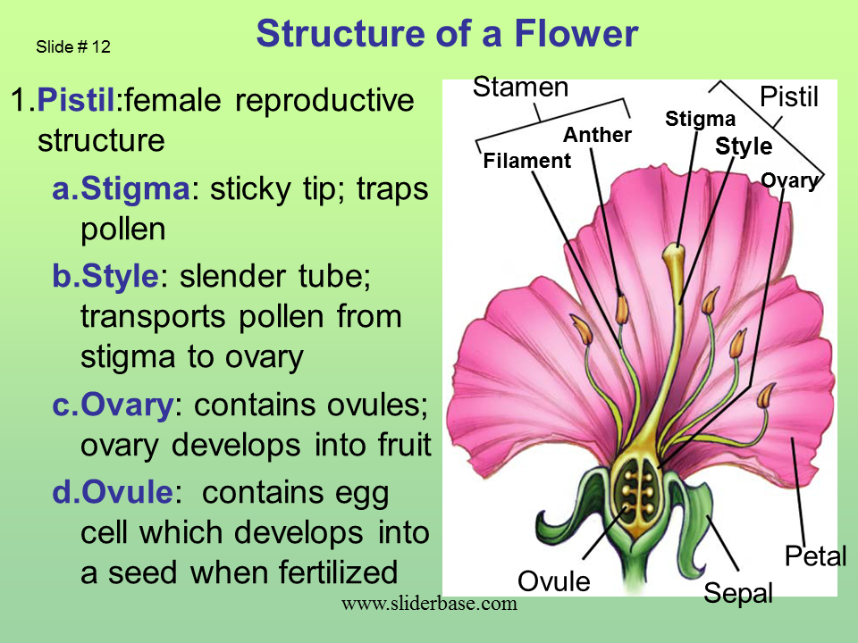 How does pollen get to the stigma of a pistil?