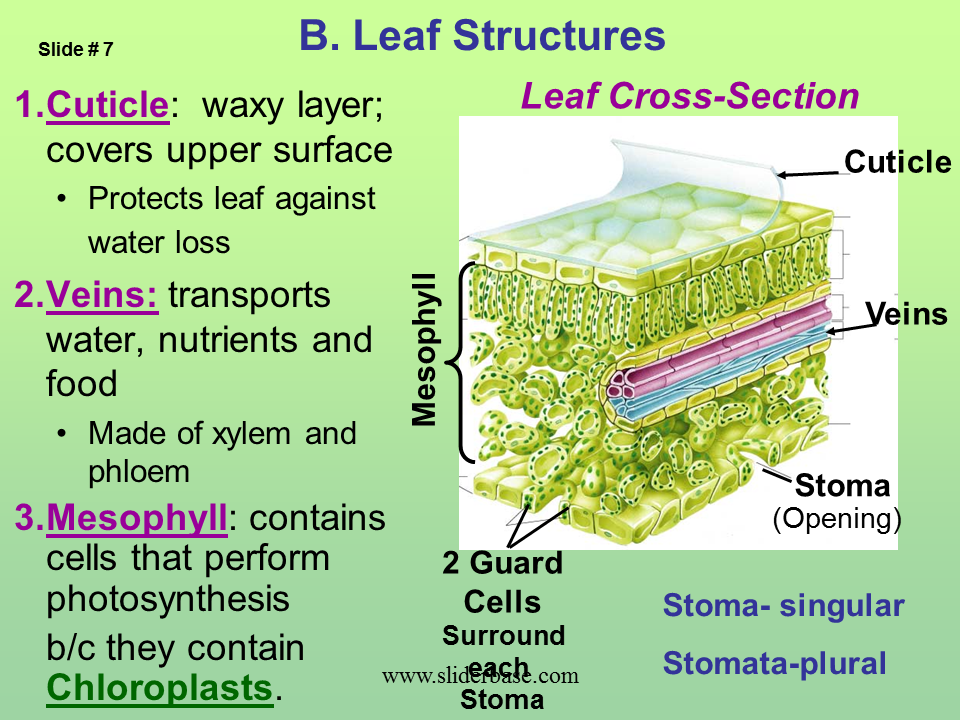 Plant structure adaptations and responses - Presentation Plants