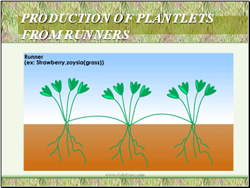 Production Of Plantlets From Runners