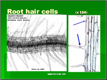 Root hair cells (x150)