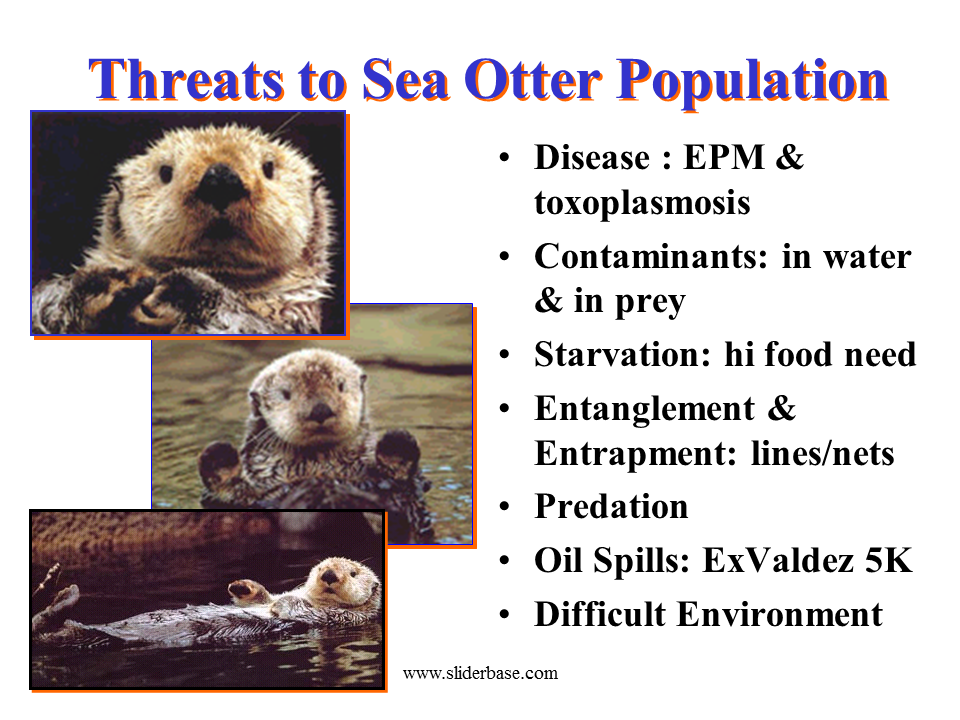 Sea Otter Population Chart