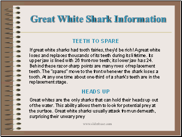 Great White Shark Information