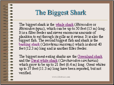 The Biggest Shark