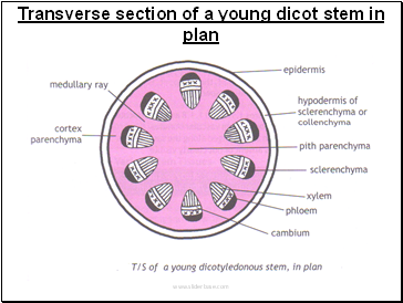 Transverse section of a young dicot stem in plan