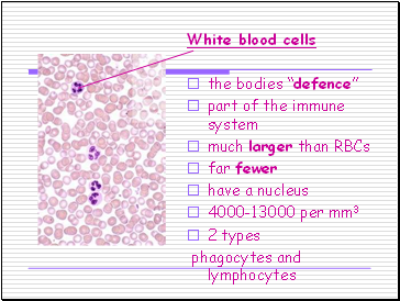 Do white blood cells have a nucleus?