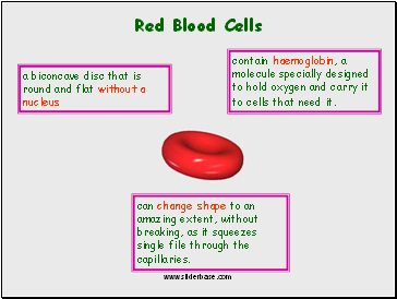 Red Blood Cells