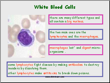 White Blood Cells