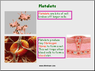 Platelets