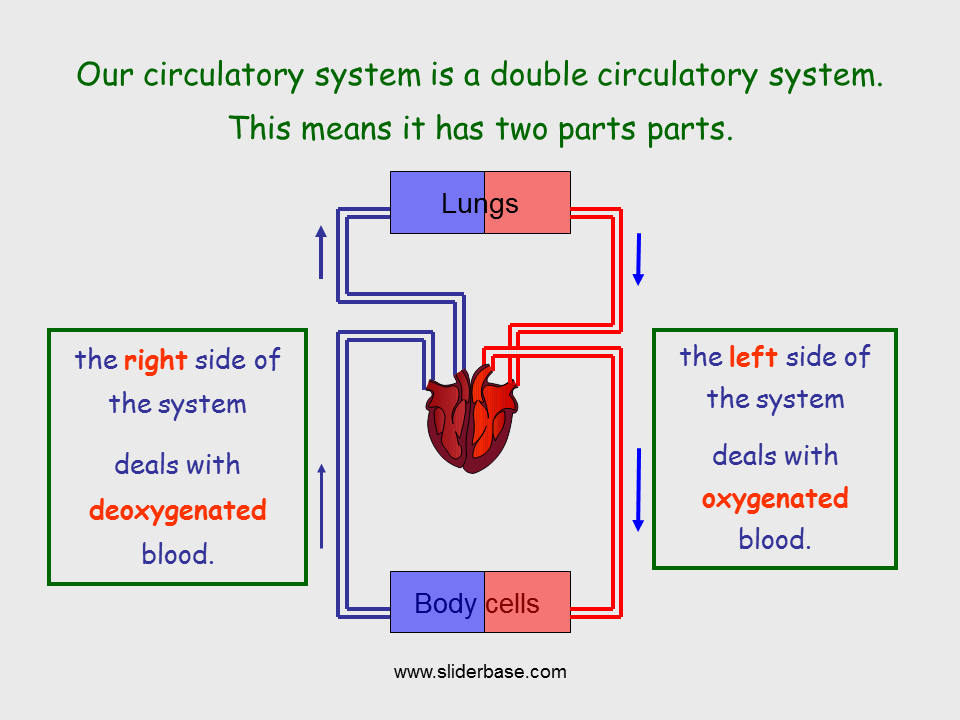 Circulatory System - Presentation Health and Disease
