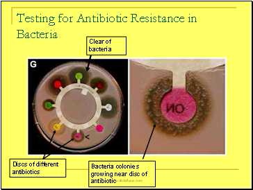 Testing for Antibiotic Resistance in Bacteria