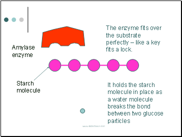 The enzyme fits over the substrate perfectly  like a key fits a lock.