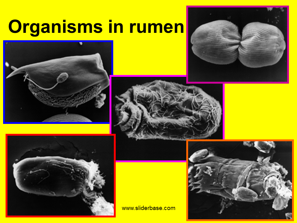 Digestion in Ruminants & Rodents - Presentation Health and Disease