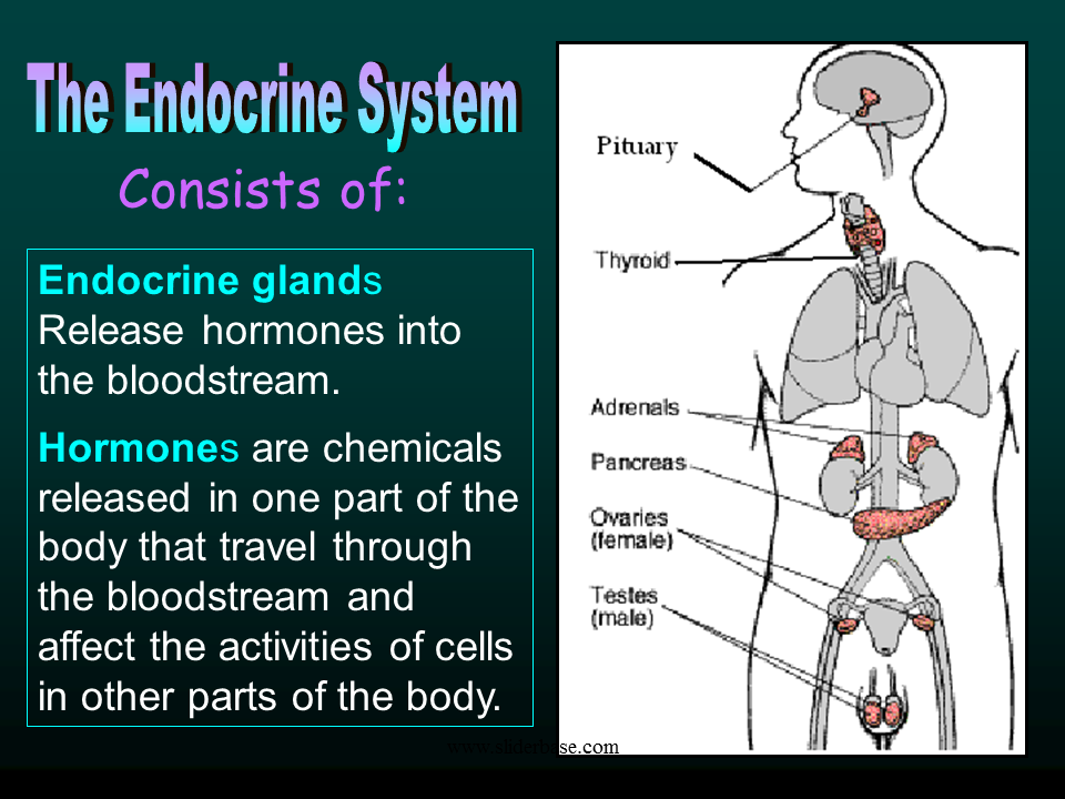 Endocrine and nervous system - Presentation Health and Disease