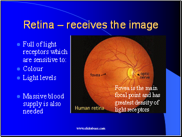 Retina  receives the image