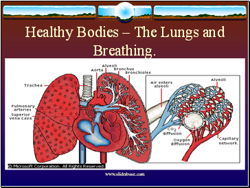 Healthy Bodies  The Lungs and Breathing.