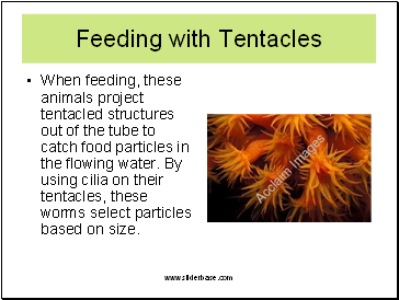 Feeding with Tentacles