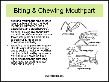 chewing mouthparts have toothed jaws that bite and tear the food (beetles, cockroaches, ants, caterpillars, and grasshoppers).