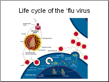 Life cycle of the flu virus