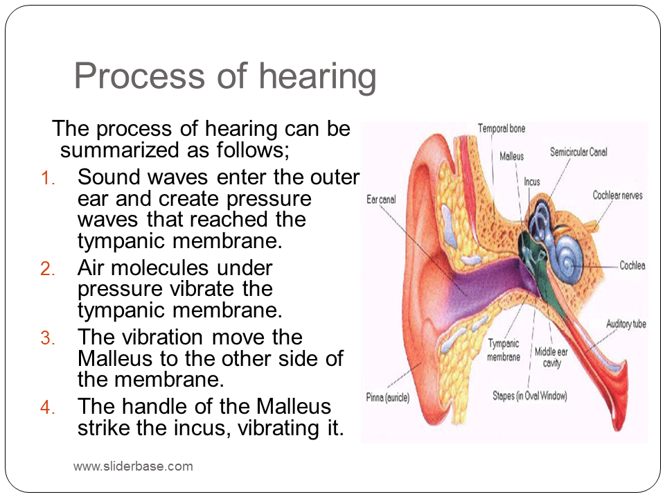 Process Of Hearing