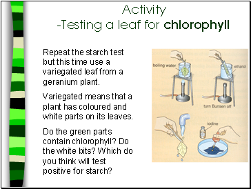 Activity -Testing a leaf for chlorophyll