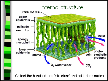 Internal structure