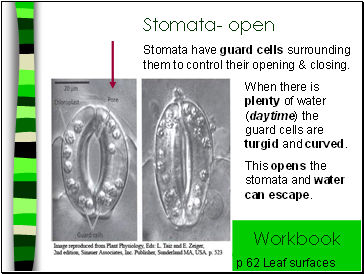 Stomata- open