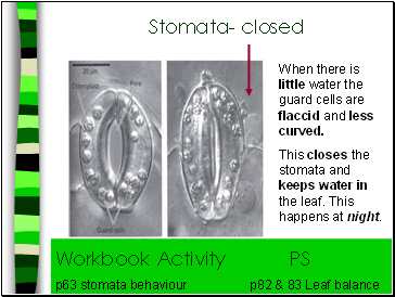 Stomata- closed