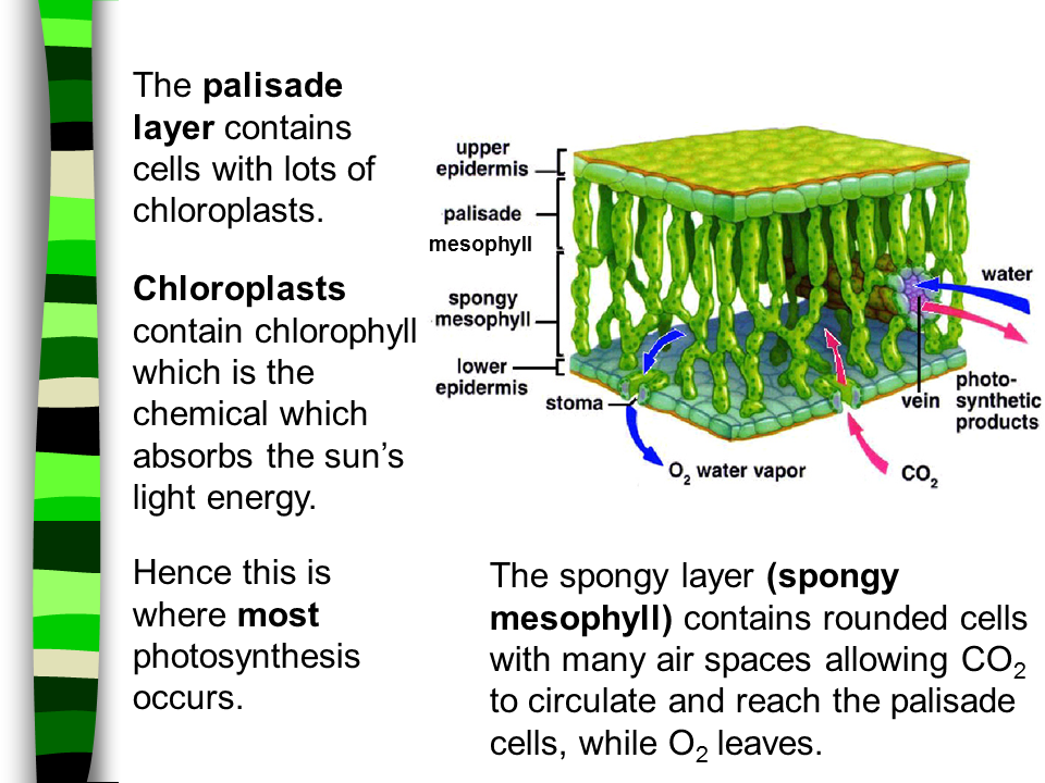 Summary of Photosynthesis