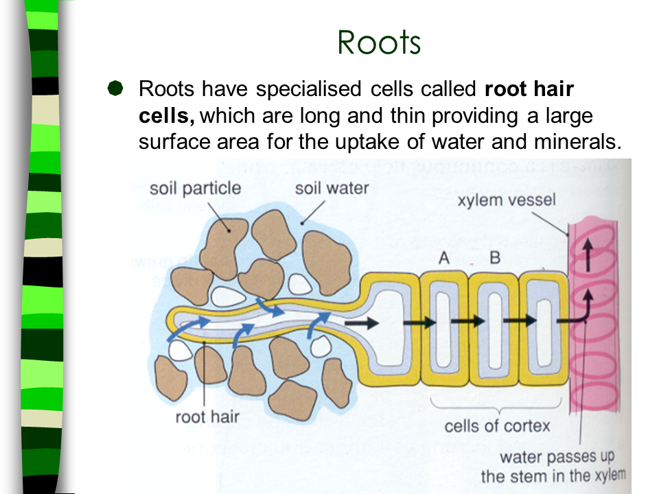 Transport In Flowering Plants