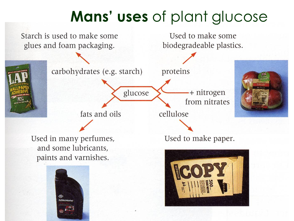 MakingFood Presentation Health and Disease