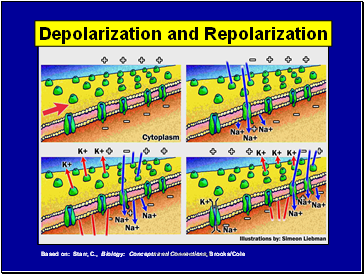 Depolarization and Repolarization
