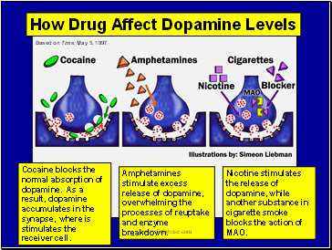 Cocaine blocks the normal absorption of dopamine. As a result, dopamine accumulates in the synapse, where is stimulates the receiver cell.