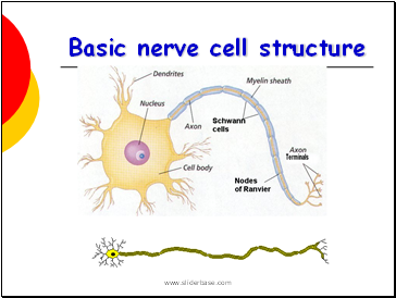 Basic nerve cell structure