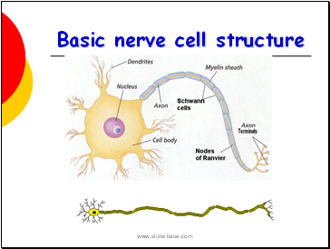 Nervous system - Presentation Health and Disease