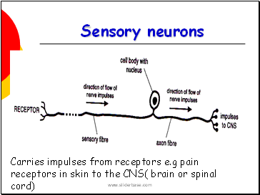 Nervous system - Presentation Health and Disease