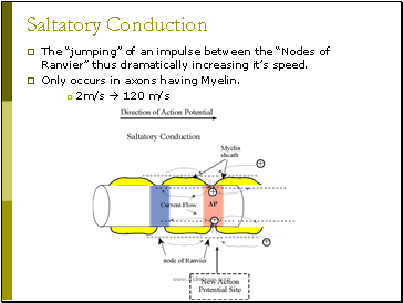 Why is saltatory conduction faster?