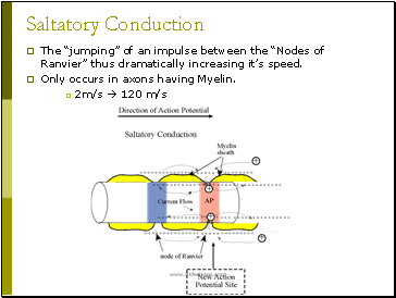 Saltatory Conduction