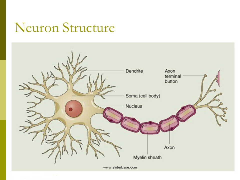 Neurons - Presentation Health and Disease