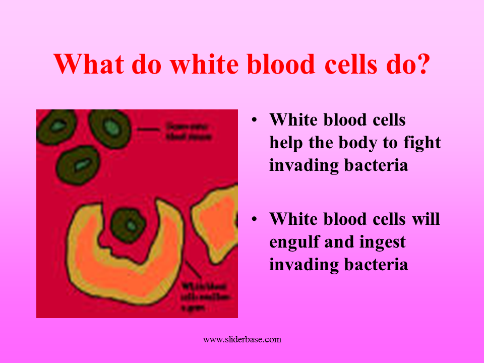 Do white blood cells have a nucleus?