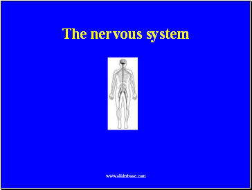 The nervous system