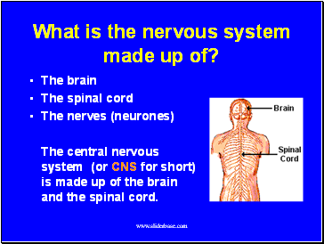 What is the nervous system made up of?